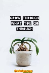 Read more about the article Grow Through….